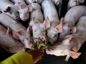 Los científicos alertan de una nueva y contagiosa gripe porcina con "potencial pandémico" en China Los científicos alertan de una nueva y contagiosa gripe porcina con "potencial pandémico" en China