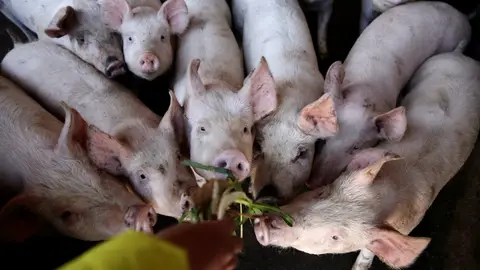 Los científicos alertan de una nueva y contagiosa gripe porcina con "potencial pandémico" en China Los científicos alertan de una nueva y contagiosa gripe porcina con "potencial pandémico" en China