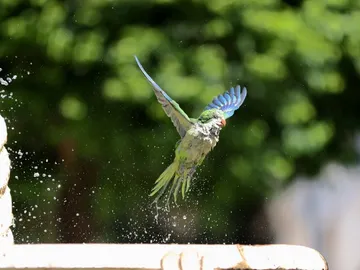 Una cotorra se refresca en una fuente de la Plaza de Oriente Una cotorra se refresca en una fuente de la Plaza de Oriente