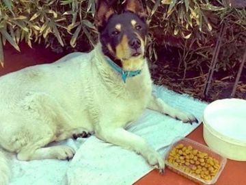 Toto, el perro callejero que ha acabado encontrando un hogar en Argentina
