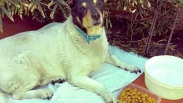 Toto, el perro callejero que ha acabado encontrando un hogar en Argentina