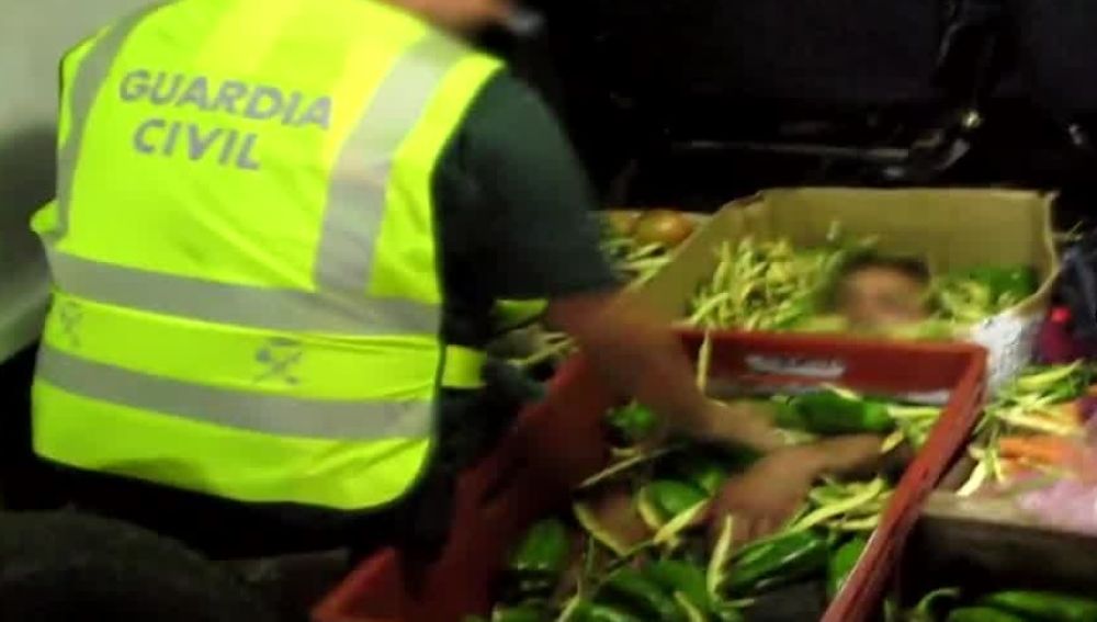 Inmigrante oculto bajo kilos de verduras en Almería