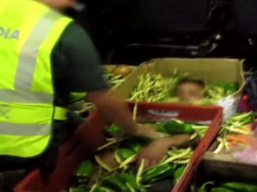 Inmigrante oculto bajo kilos de verduras en Almería