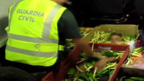 Inmigrante oculto bajo kilos de verduras en Almería Inmigrante oculto bajo kilos de verduras en Almería