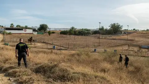 Dispositivo de búsqueda de la Guardia Civil, a las afueras de la localidad sevillana de Carmona Dispositivo de búsqueda de la Guardia Civil, a las afueras de la localidad sevillana de Carmona