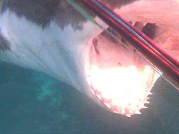 Gran Tiburón Blanco Gran Tiburón Blanco