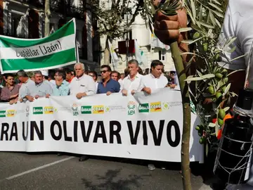 Manifestación olivareros Manifestación olivareros