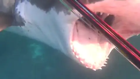 El terrorífico ataque de un gran tiburón blanco al buceador Joe Petrovich El terrorífico ataque de un gran tiburón blanco al buceador Joe Petrovich