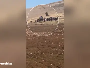 TOROS TOROS