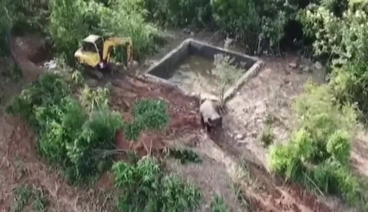 Cría de elefante atrapada en China
