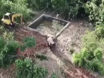 Cría de elefante atrapada en China Cría de elefante atrapada en China