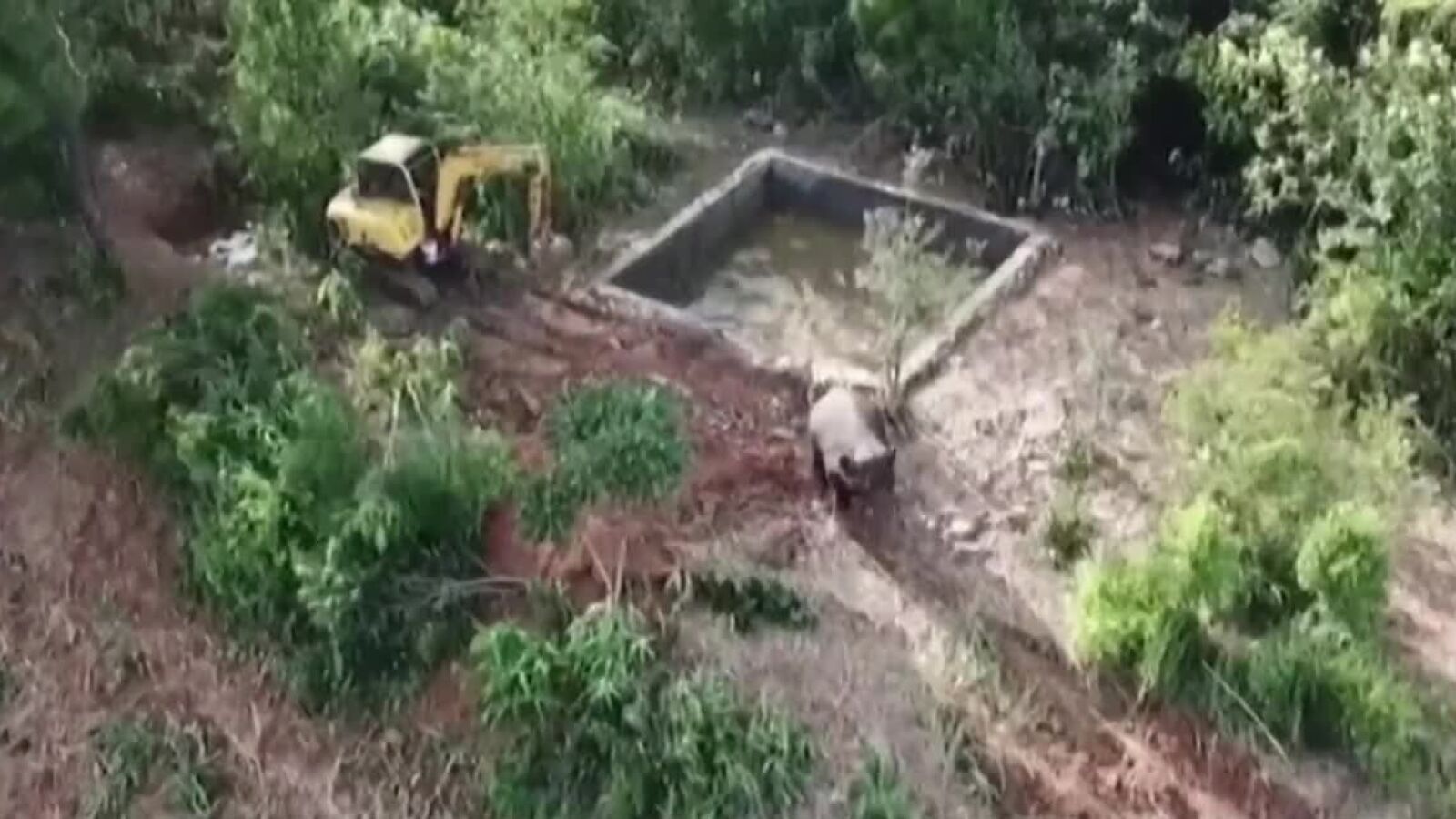 Rescatan a una cría de elefante atrapada en un estanque en China