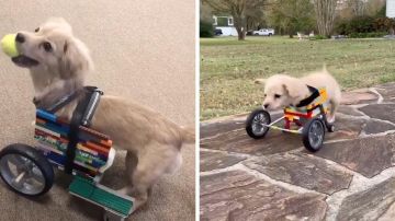 Perro en silla de ruedas Perro en silla de ruedas