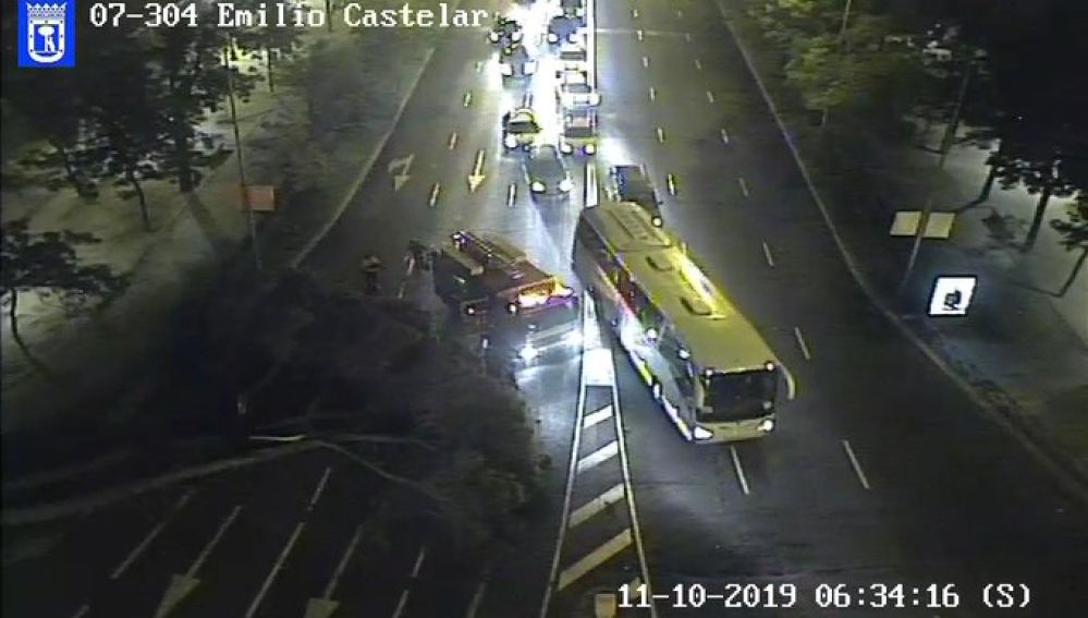 Pino caído en el Paseo de la Castellana