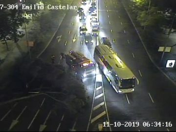 Pino caído en el Paseo de la Castellana