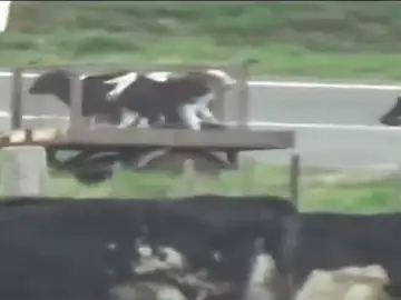 Anuncio de una ONG animalista Anuncio de una ONG animalista