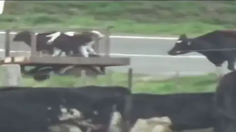 Anuncio de una ONG animalista Anuncio de una ONG animalista