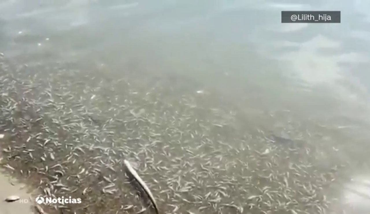 Aparecen miles de peces muertos en la playa murciana de Villanitos