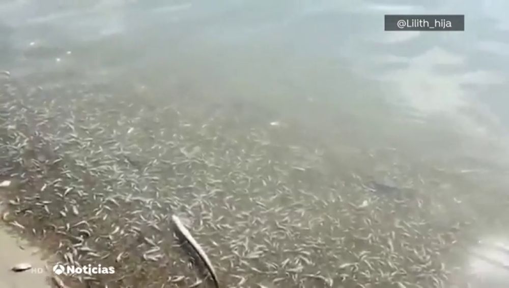 Aparecen miles de peces muertos en la playa murciana de Villanitos