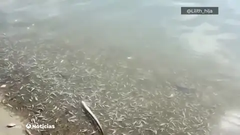 Aparecen miles de peces muertos en la playa murciana de Villanitos Aparecen miles de peces muertos en la playa murciana de Villanitos