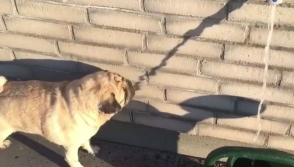 Ludvig, el carlino de siete años que se ha hecho viral
