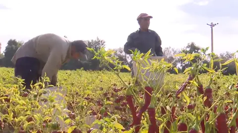 Recolecta de pimentón Recolecta de pimentón