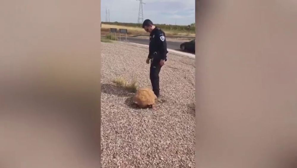Encuentran una tortuga africana de más de 25 kilos en una rotonda de Ciudad Real
