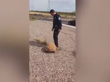Encuentran una tortuga africana de más de 25 kilos en una rotonda de Ciudad Real Encuentran una tortuga africana de más de 25 kilos en una rotonda de Ciudad Real