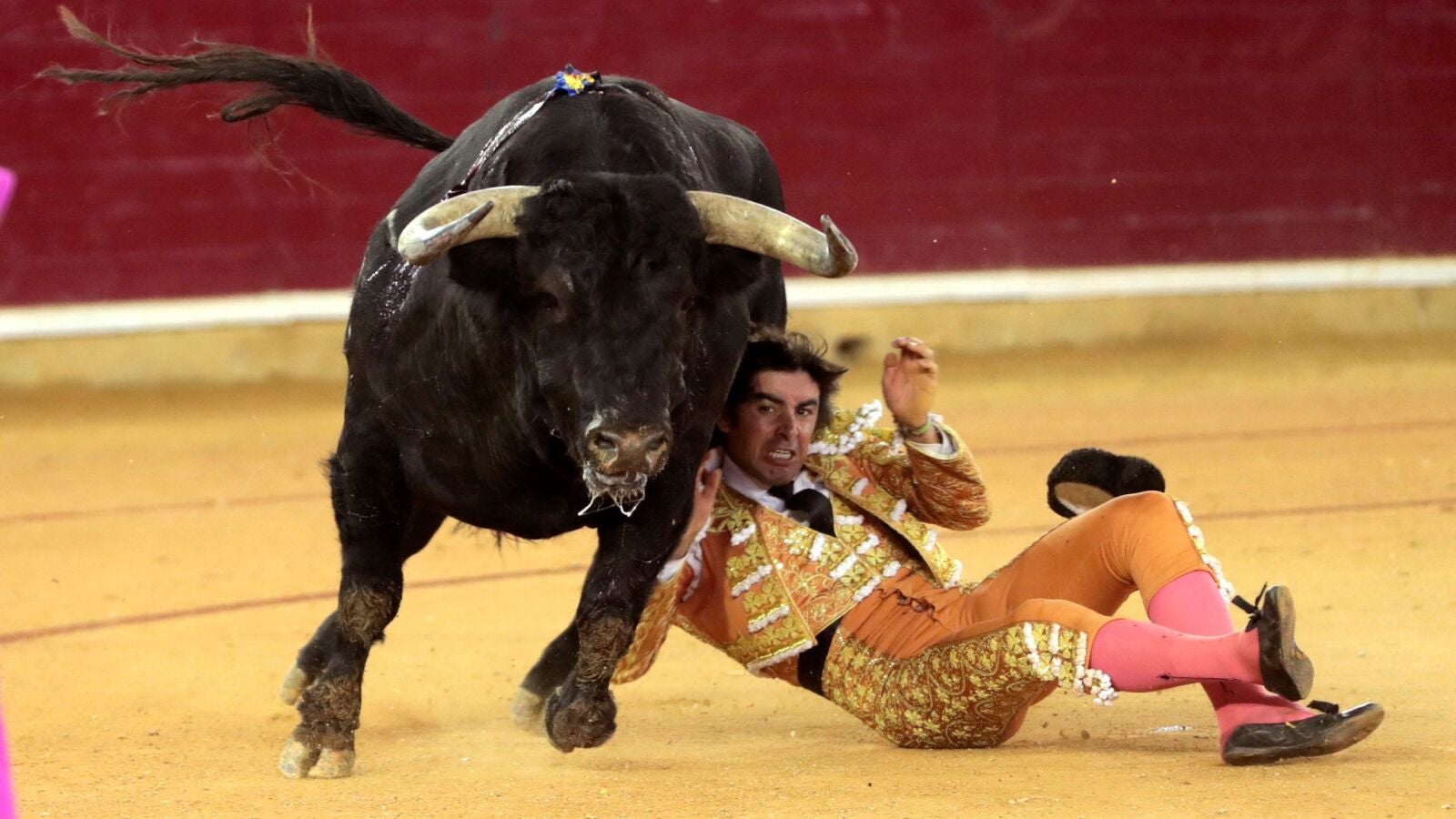 El torero Miguel Ángel Perera sufre una cornada en el sexto toro de la Feria del Pilar