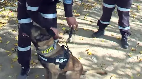 Perros rastreadores de personas Perros rastreadores de personas