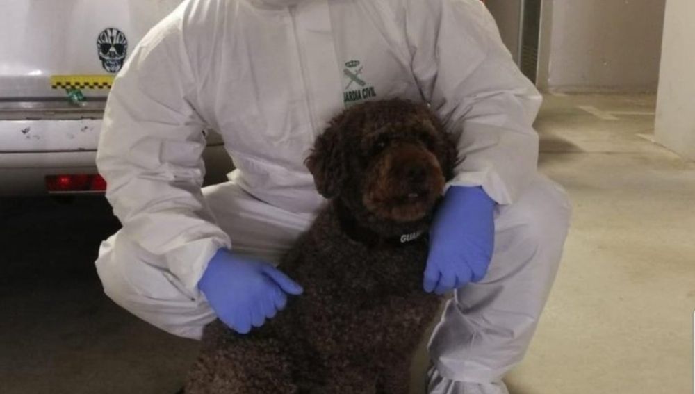 Marley, el perro de la Guardia Civil
