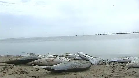El Consejo de Gobierno se reúne esta tarde con carácter extraordinario por la situación del Mar Menor El Consejo de Gobierno se reúne esta tarde con carácter extraordinario por la situación del Mar Menor