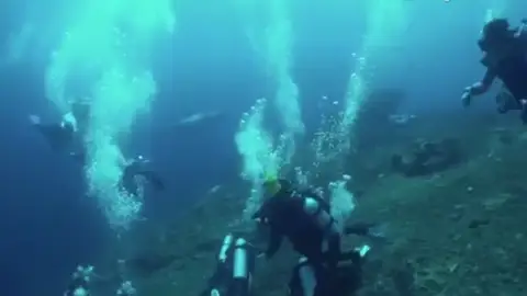 El tiburón, entre los buceadores El tiburón, entre los buceadores