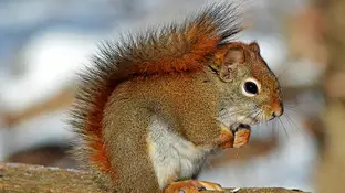 Ardilla Ardilla
