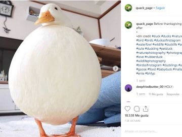 Foto de un pato Foto de un pato