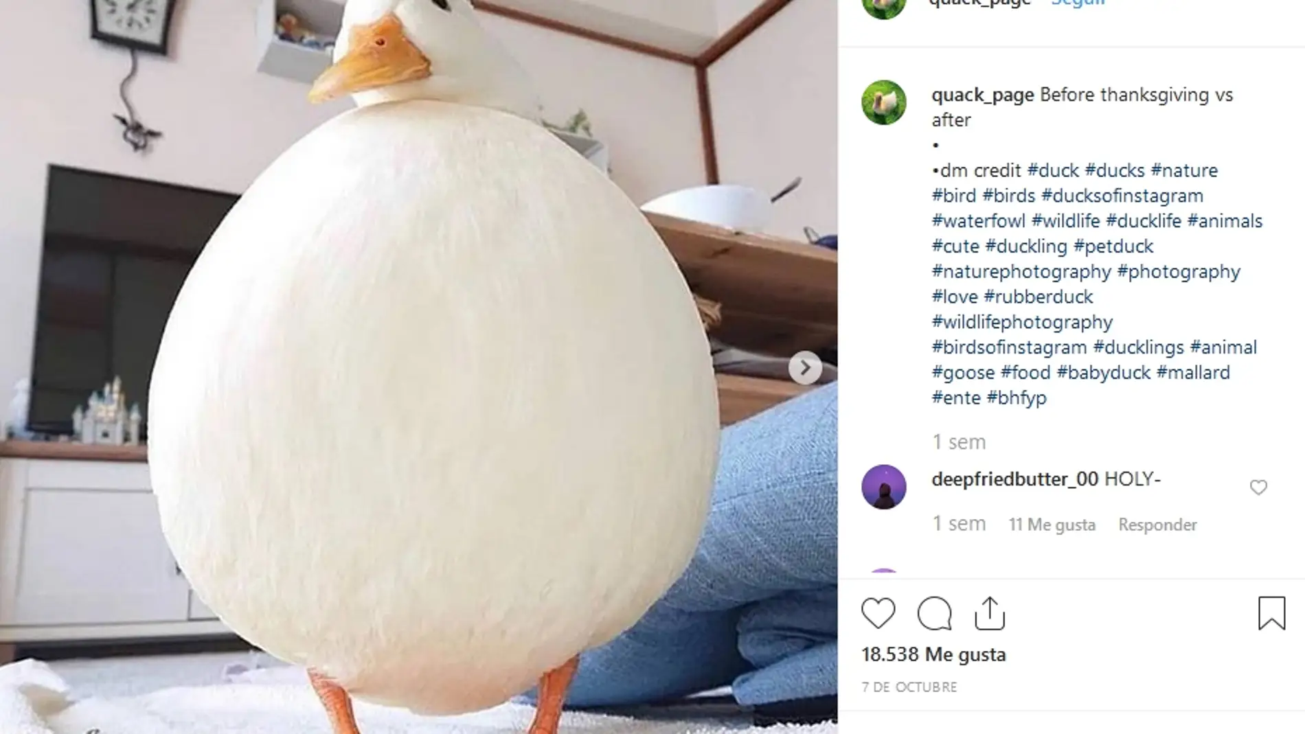Foto de un pato