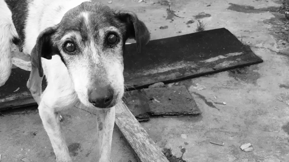 Perro callejero (archivo)