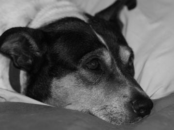 Perro triste Perro triste