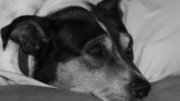 Perro triste Perro triste