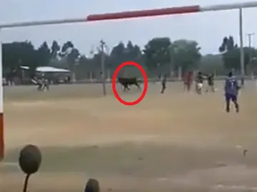 Toro irrumpe un partido de fútbol Toro irrumpe un partido de fútbol