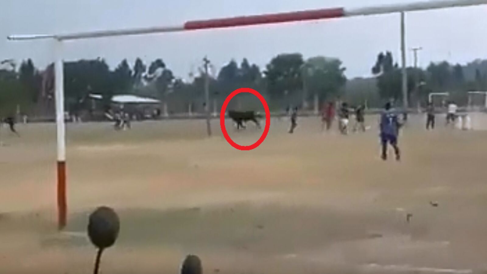 Un toro se cuela en pleno partido de fútbol en Argentina y embiste a varias personas