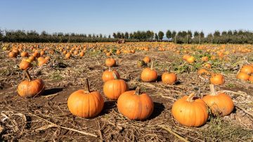 Calabazas (archivo)