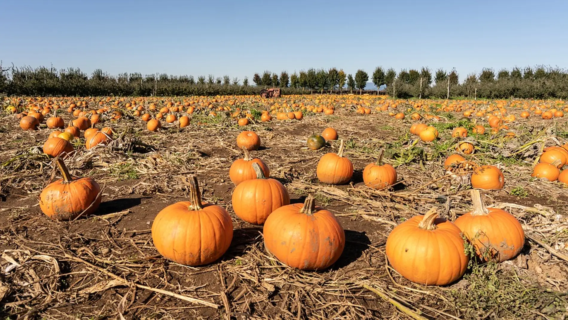 Calabazas (archivo)