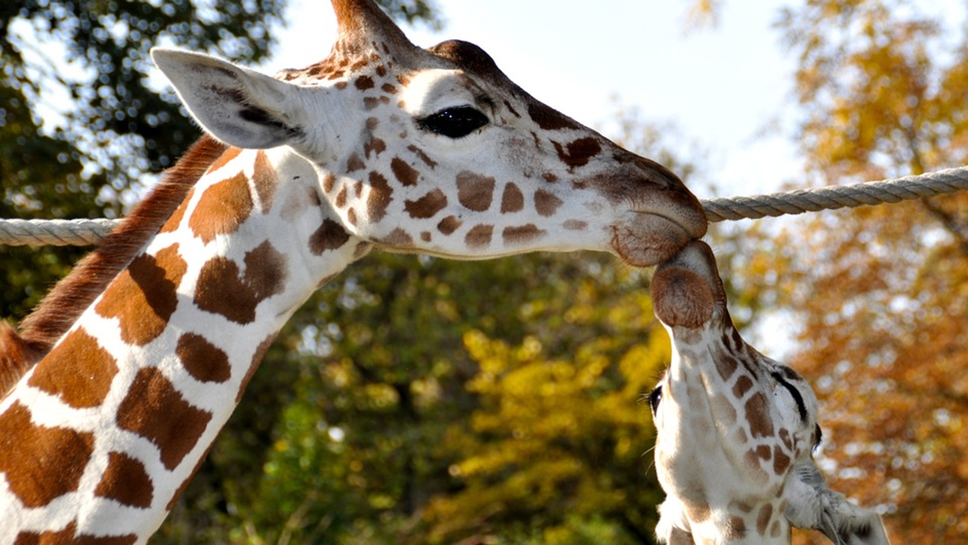 Beso entre jirafas (archivo)