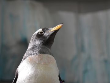 Pingüino (archivo) Pingüino (archivo)
