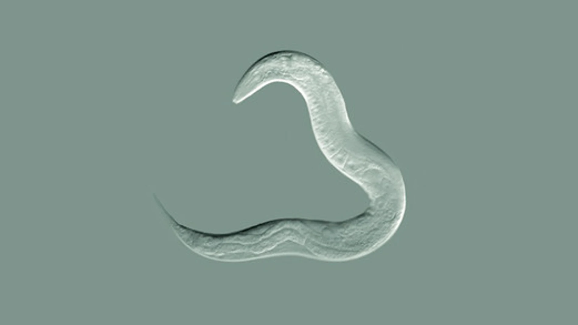foto de archivo de un gusano microscópico 