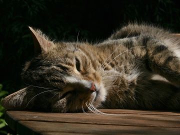 Imagen de archivo de un gato Imagen de archivo de un gato