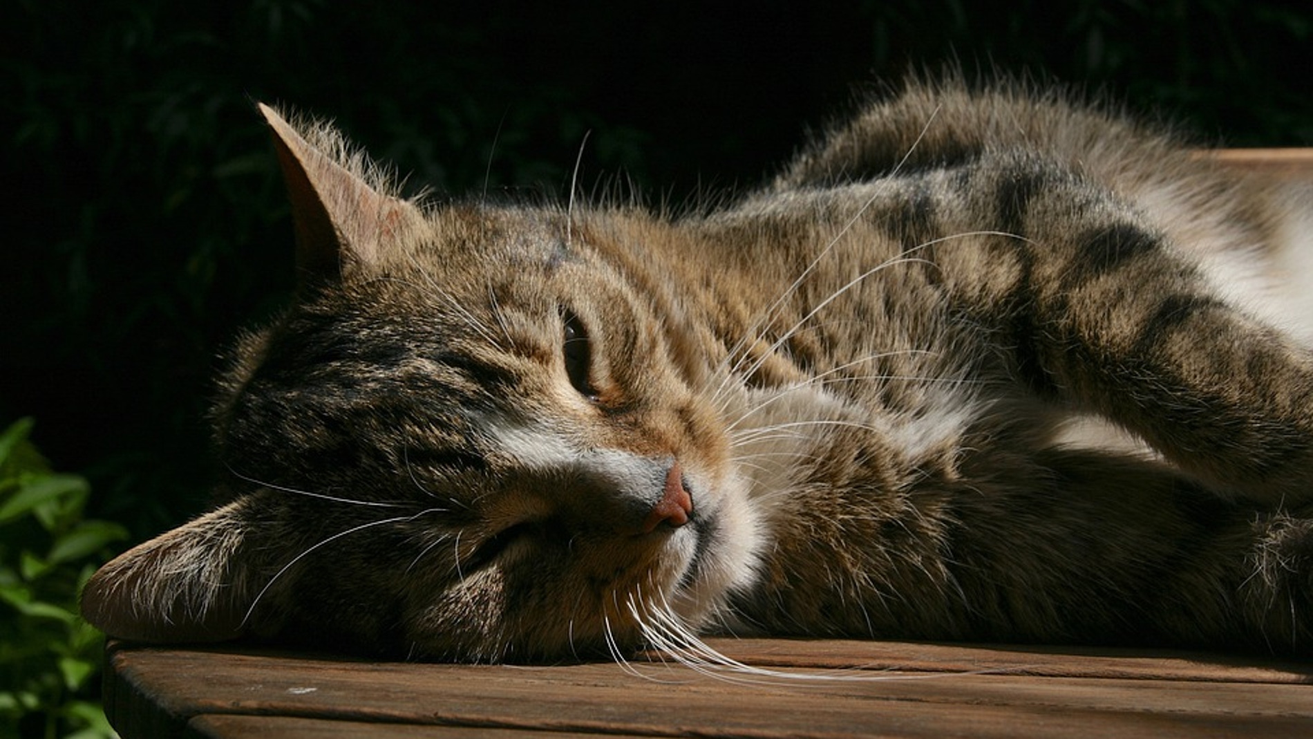 Imagen de archivo de un gato