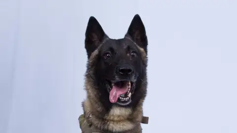 El perro estadounidense herido en la persecución del líder de EI El perro estadounidense herido en la persecución del líder de EI