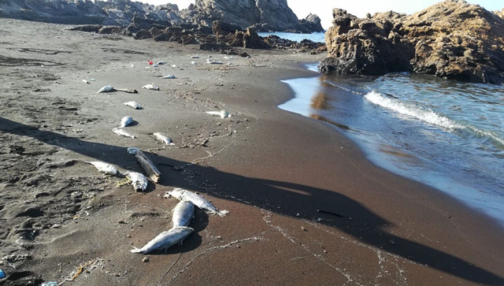 Lubinas muertas en la costa de Portmán, en Murcia